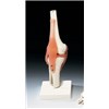 Knee Joint with Ligaments