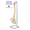 Anatomical Spine Stand