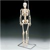 Flexible Mr. Thrifty Skeleton