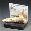 Foot & Ankle Model