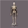 Flexible Physiotherapy Skeleton w/ Stand