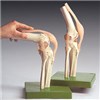Functional Model of The Knee Joint