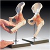 Functional Model of The Hip Joint