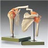 Functional Model of The Shoulder Joint
