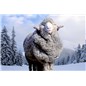 merino-sheep-in-winter
