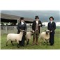 our-fibers-shropshire-sheep